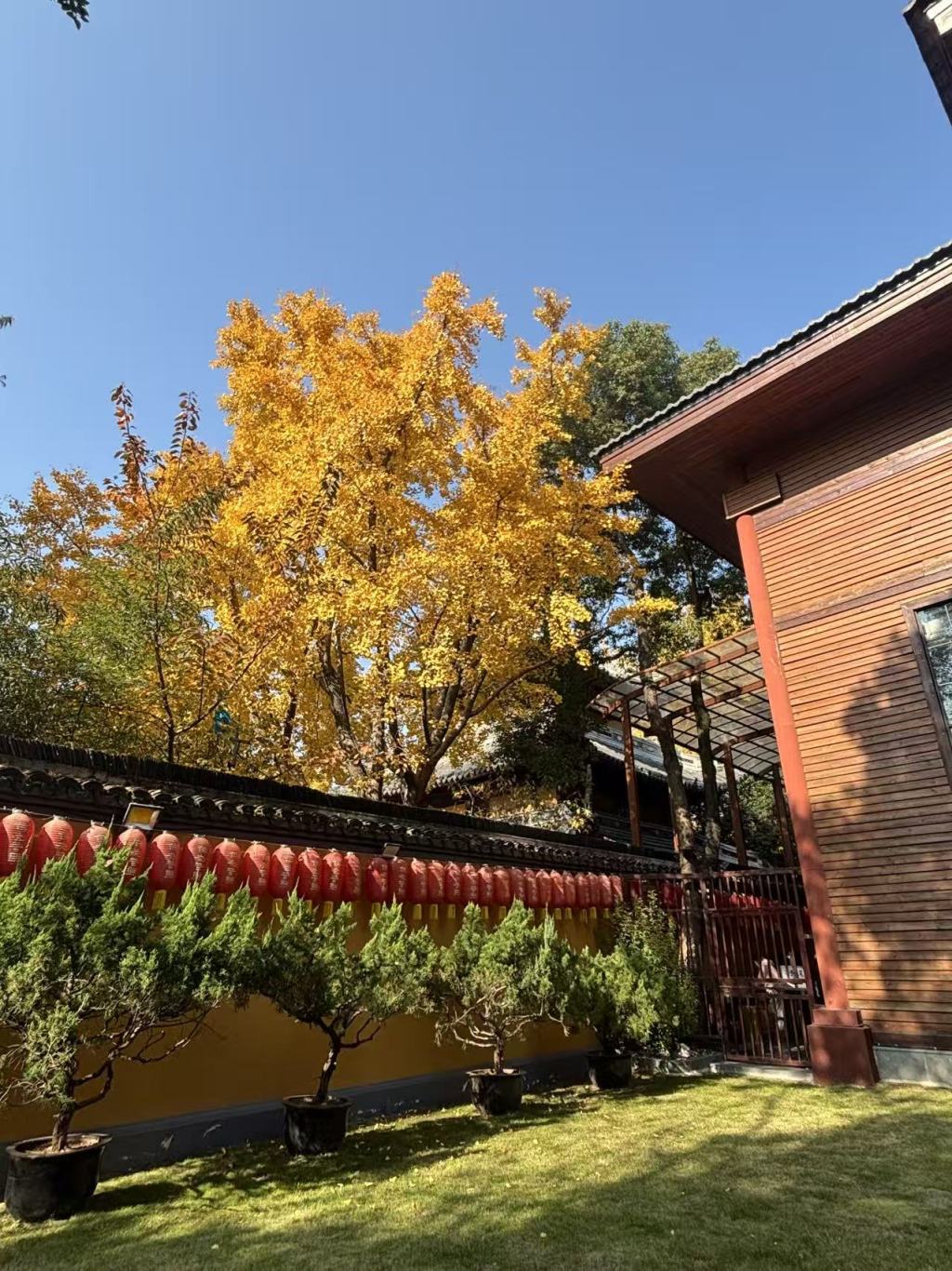 上海将迎来气温“过山车”，下周末发起入冬攻势